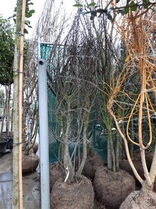 Cercis siliquastrum 250-300 cm WRB multi-stem - image 3