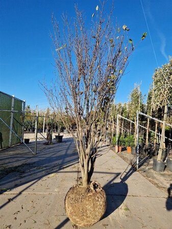 Cercis siliquastrum 250-300 cm WRB multi-stem - image 2