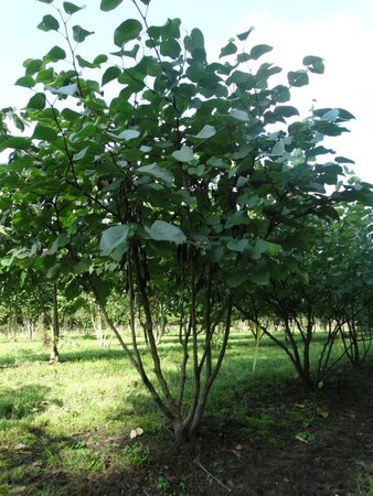 Cercis siliquastrum 250-300 cm WRB multi-stem - image 1