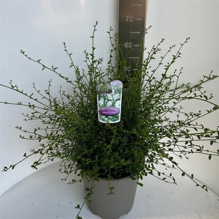 Ceanothus thyr. 'Millerton Point' 40-50 cm cont. 10L - afbeelding 1