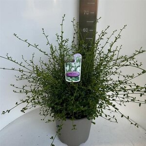 Ceanothus thyr. 'Millerton Point' 40-50 cm cont. 10L