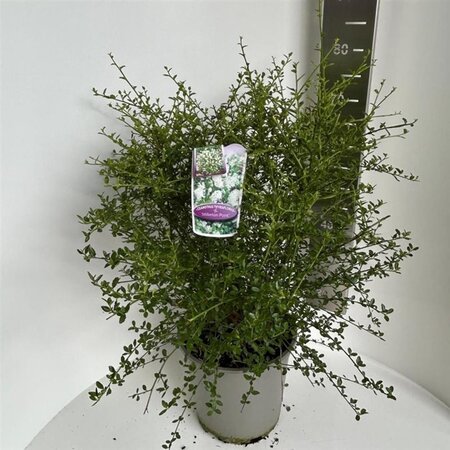 Ceanothus thyr. 'Millerton Point' 40-50 cm cont. 10L - afbeelding 5