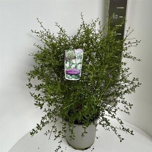 Ceanothus thyr. 'Millerton Point' 40-50 cm cont. 10L - afbeelding 5