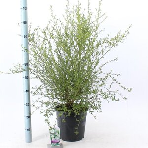 Ceanothus thyr. 'Millerton Point' 40-50 cm cont. 10L - afbeelding 2