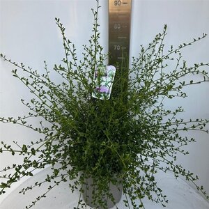 Ceanothus thyr. 'Millerton Point' 40-50 cm cont. 10L - afbeelding 3