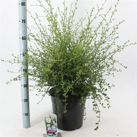 Ceanothus thyr. 'Millerton Point' 40-50 cm cont. 10L - afbeelding 4