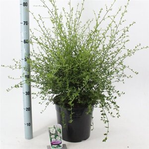 Ceanothus thyr. 'Millerton Point' 40-50 cm cont. 10L - afbeelding 4