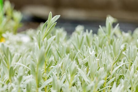 Cerastium tomentosum geen maat specificatie 0,55L/P9cm