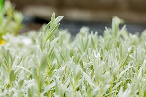 Cerastium tomentosum geen maat specificatie 0,55L/P9cm