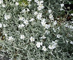 Cerastium tomentosum geen maat specificatie 0,55L/P9cm - afbeelding 2