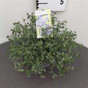 Ceanothus thyrsiflorus repens 25-30 cm cont. 2,0L - afbeelding 4