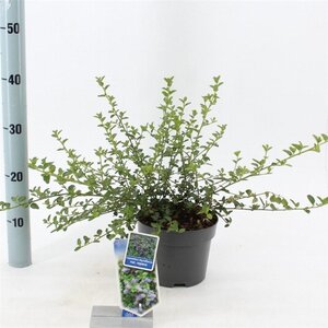 Ceanothus thyrsiflorus repens 25-30 cm cont. 2,0L - afbeelding 9