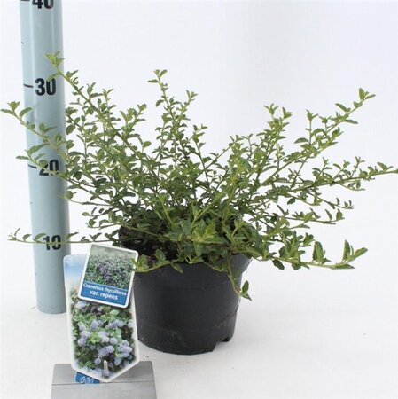 Ceanothus thyrsiflorus repens 25-30 cm cont. 2,0L - afbeelding 8