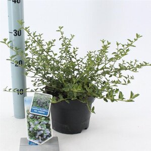 Ceanothus thyrsiflorus repens 25-30 cm cont. 2,0L - afbeelding 8