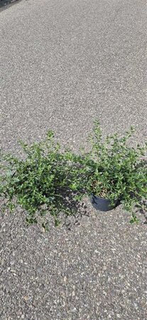 Ceanothus thyrsiflorus repens 25-30 cm cont. 2,0L - afbeelding 6
