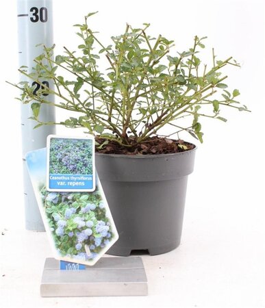 Ceanothus thyrsiflorus repens 25-30 cm cont. 2,0L - afbeelding 7