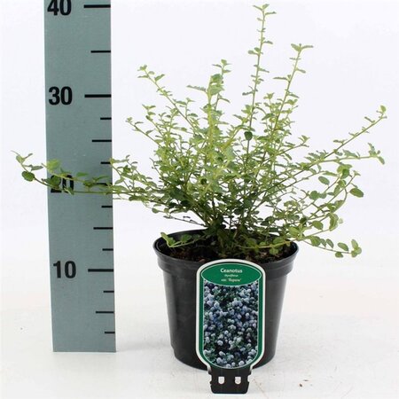 Ceanothus thyrsiflorus repens 25-30 cm cont. 2,0L - afbeelding 5