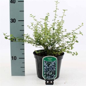 Ceanothus thyrsiflorus repens 25-30 cm cont. 2,0L - afbeelding 5