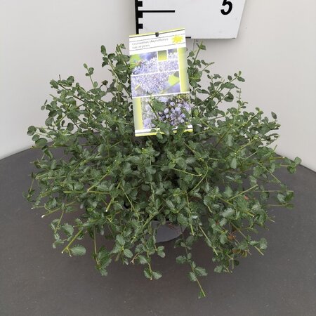 Ceanothus thyrsiflorus repens 25-30 cm cont. 2,0L - afbeelding 10
