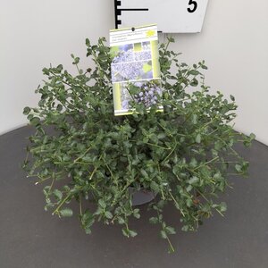 Ceanothus thyrsiflorus repens 25-30 cm cont. 2,0L - afbeelding 10