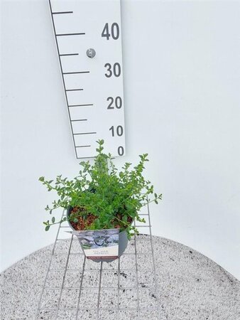 Ceanothus thyrsiflorus repens 30-40 cm cont. 3,0L - afbeelding 7