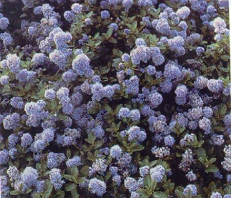 Ceanothus thyrsiflorus repens 30-40 cm cont. 3,0L - afbeelding 8
