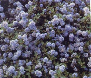 Ceanothus thyrsiflorus repens 30-40 cm cont. 3,0L - afbeelding 8