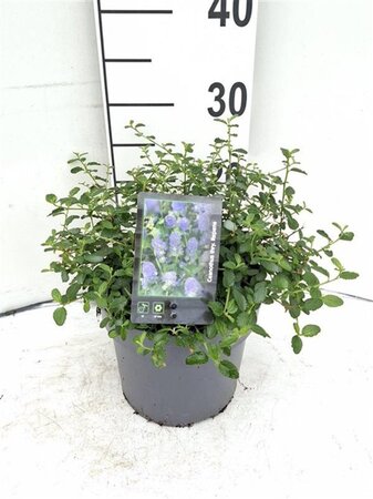 Ceanothus thyrsiflorus repens 30-40 cm cont. 3,0L - afbeelding 3