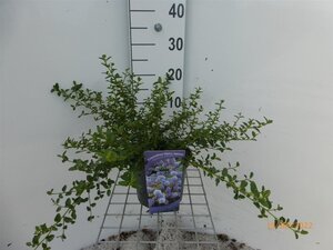 Ceanothus thyrsiflorus repens 30-40 cm cont. 3,0L - afbeelding 6