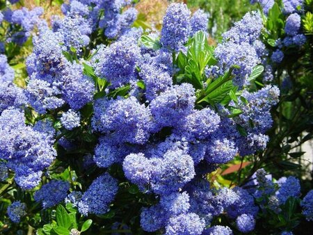 Ceanothus thyrsiflorus repens 30-40 cm cont. 3,0L - afbeelding 9