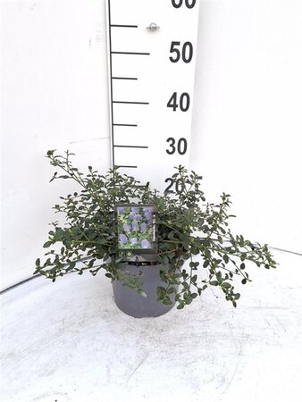 Ceanothus thyrsiflorus repens 30-40 cm cont. 3,0L - image 9
