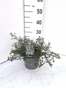 Ceanothus thyrsiflorus repens 30-40 cm cont. 3,0L - image 9