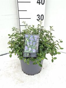 Ceanothus thyrsiflorus repens 30-40 cm cont. 3,0L - image 7
