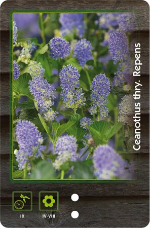 Ceanothus thyrsiflorus repens 30-40 cm cont. 3,0L - image 6