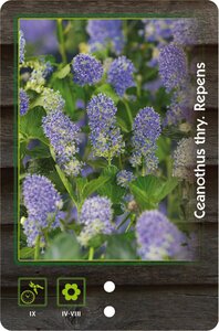 Ceanothus thyrsiflorus repens 30-40 cm cont. 3,0L - image 6