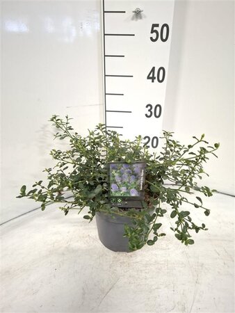 Ceanothus thyrsiflorus repens 30-40 cm cont. 3,0L - image 3