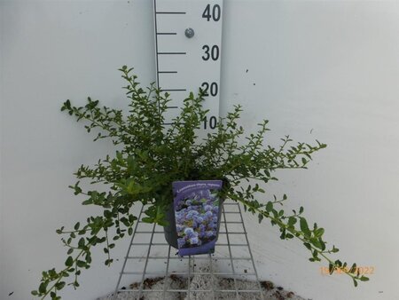 Ceanothus thyrsiflorus repens 30-40 cm cont. 3,0L - image 5