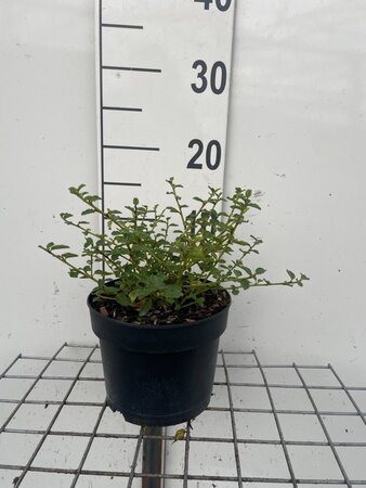 Ceanothus thyrsiflorus repens geen maat specificatie cont. 2,0L - afbeelding 4