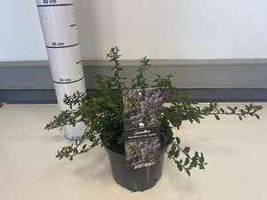 Ceanothus thyrsiflorus repens geen maat specificatie cont. 2,0L - image 4