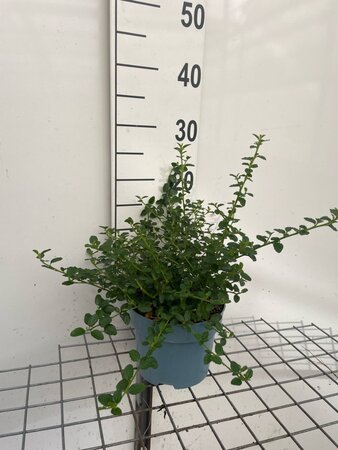 Ceanothus thyrsiflorus repens geen maat specificatie cont. 2,0L - image 6