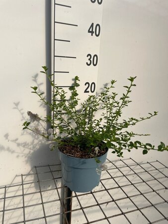 Ceanothus thyrsiflorus repens geen maat specificatie cont. 2,0L - image 4