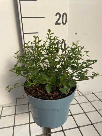 Ceanothus thyrsiflorus repens geen maat specificatie cont. 2,0L - image 5