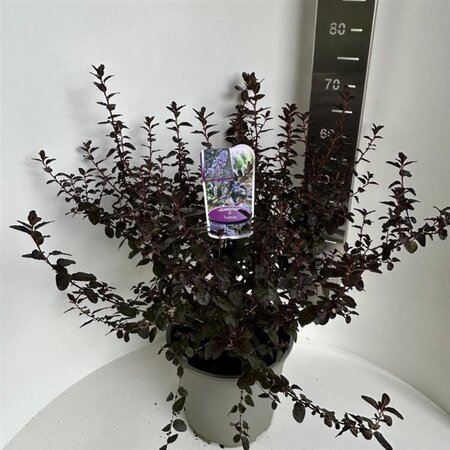 Ceanothus 'Tuxedo' 40-50 cm cont. 10L - afbeelding 5