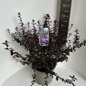 Ceanothus 'Tuxedo' 40-50 cm cont. 10L - afbeelding 5