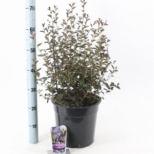 Ceanothus 'Tuxedo' 40-50 cm cont. 10L