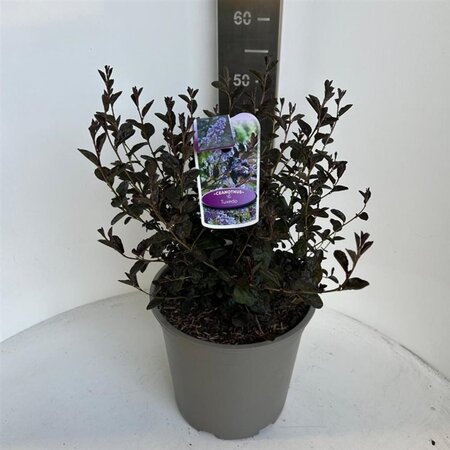 Ceanothus 'Tuxedo' 40-50 cm cont. 10L - afbeelding 2