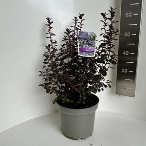 Ceanothus 'Tuxedo' 40-50 cm cont. 10L - afbeelding 4