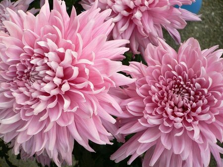 Chrysanthemum (R) 'D. of Edinburgh' geen maat specificatie 0,55L/P9cm