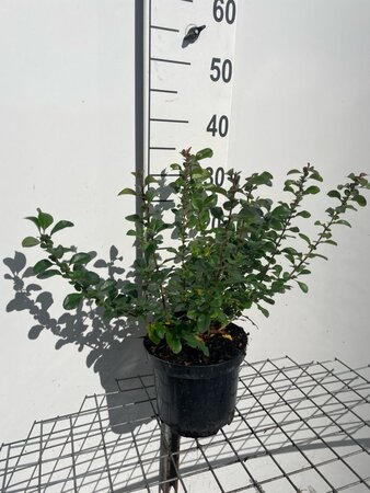 Chaenomeles j. 'Sargentii' 30-40 cm cont. 3,0L - afbeelding 2