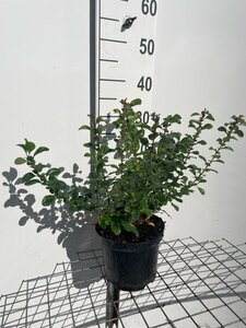 Chaenomeles j. 'Sargentii' 30-40 cm cont. 3,0L - afbeelding 2